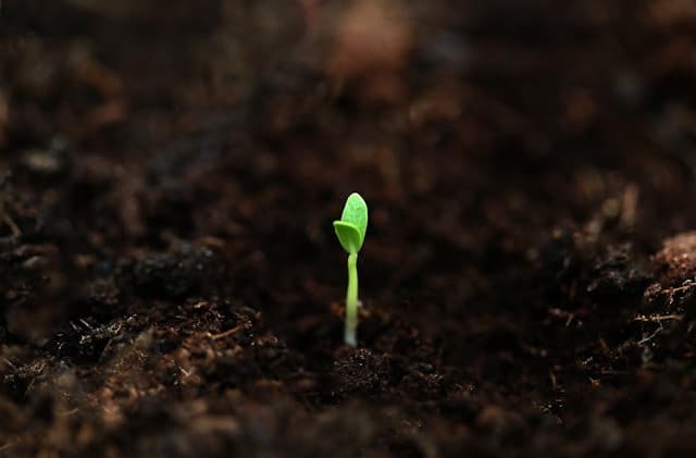 The Seed That Endures